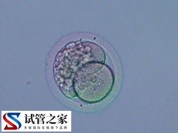 鲜胚与囊胚有什么不同(图1)