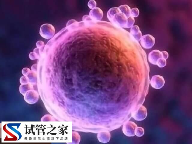 试管婴儿移植哪种胚胎好说不准，对比其着床率一目了然(图1)