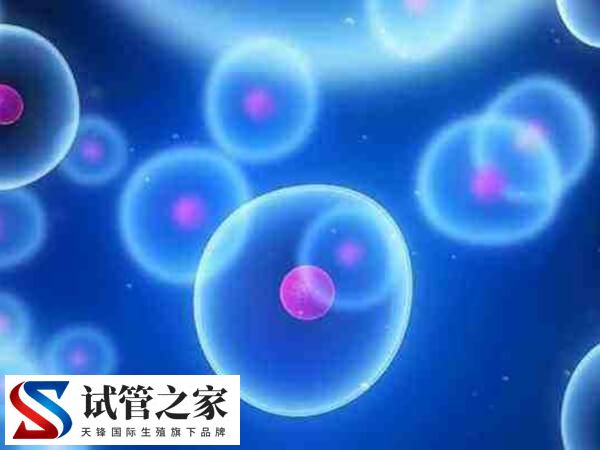 卵泡没排能不能移植冻胚(图1)
