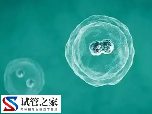 冻胚移植的适用人群有哪些(图1)