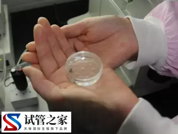 冻胚移植的适用人群有哪些(图2)