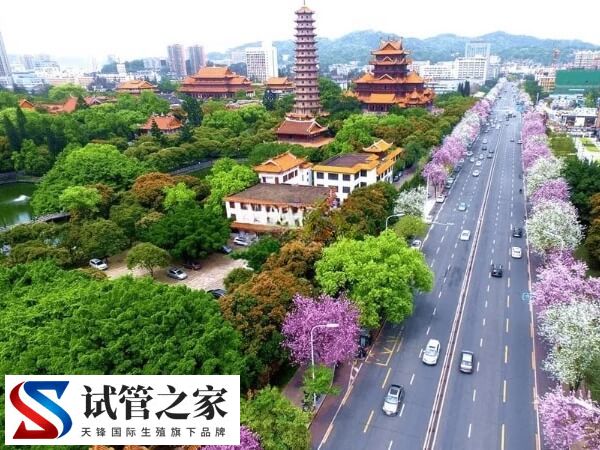福州试管婴儿哪个医院成功率最高成功率高？(图2)