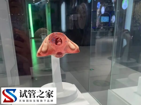 试管为什么胎停率那么高(图2)