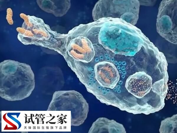 做试管会不会导致陈旧结核复发(图2)