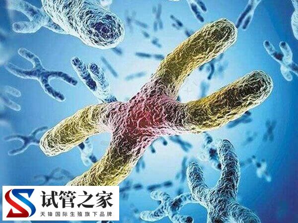 同源罗氏易位能否正常怀孕(图1)