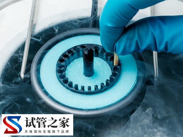5天囊胚可不可以分辨男女(图1)