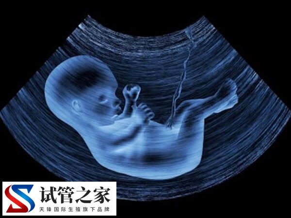 5天囊胚可不可以分辨男女(图2)