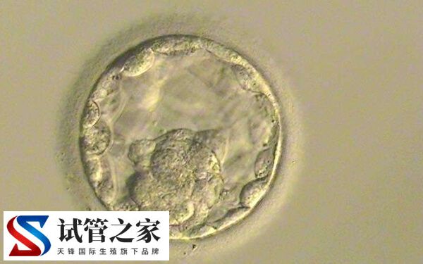 5天6天7天的囊胚有什么区别(图1)