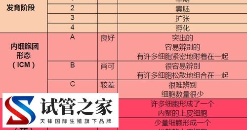 5天6天7天的囊胚有什么区别(图2)