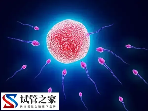 高龄女性去俄罗斯做试管婴儿要怎么做(图3)