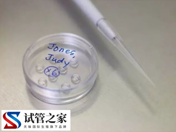 6cc囊胚还有没有必要移植(图1)