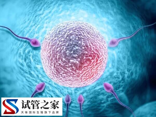 6cb囊胚还能不能移植(图1)