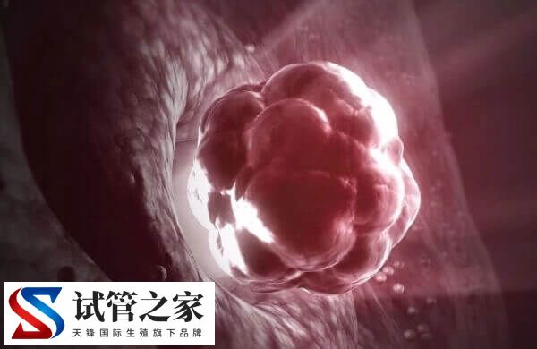 6cb囊胚还能不能移植(图2)