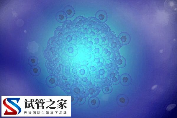 什么原因造成一卵多精(图1)