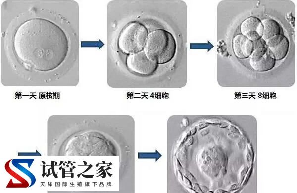 养囊成功的是不是优质囊胚(图1)