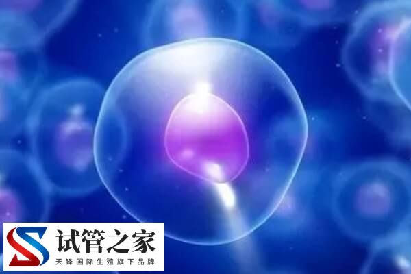 世界上有没有卵子库(图1)