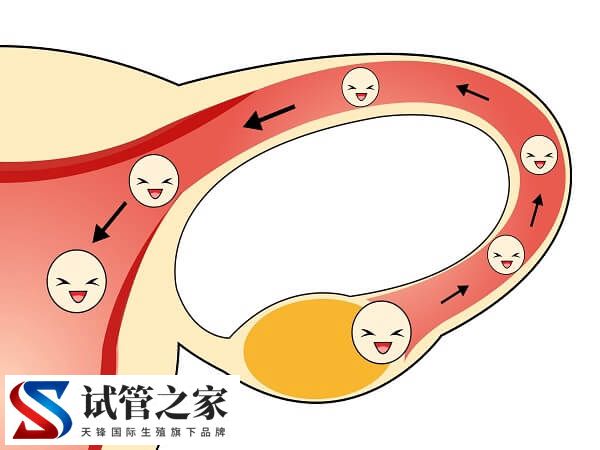 女性不孕是不是排卵障碍导致的(图2)