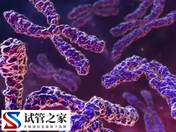 女方染色体异常三代试管成功率多少