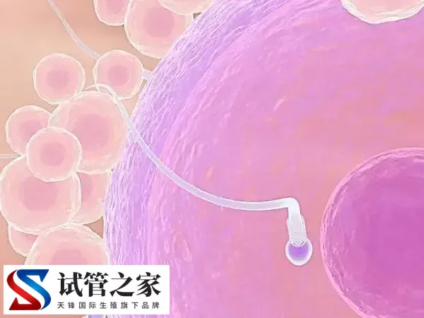 短方案月经第几天开始促排(图1) 短方案月经第几天开始促排(图1)