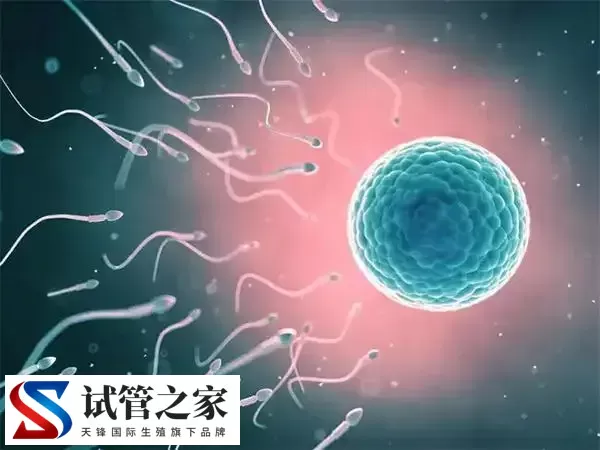 试管婴儿移植桑椹胚和鲜胚区别在哪(图1) 试管婴儿移植桑椹胚和鲜胚区别在哪(图1)