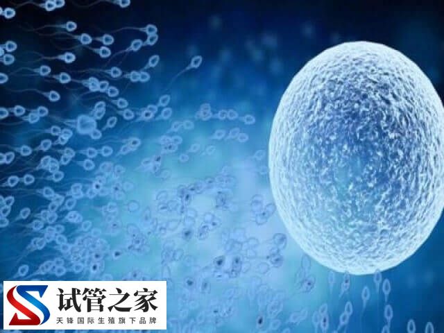 鲜胚移植是怎么移植(图1)