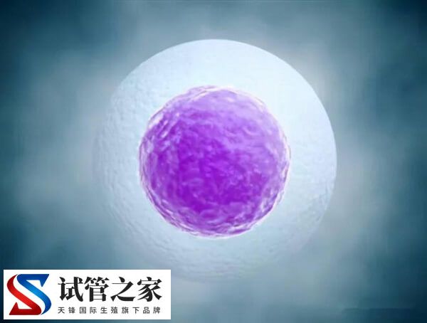 为什么试管促排会有空泡(图2) 为什么试管促排会有空泡(图2)