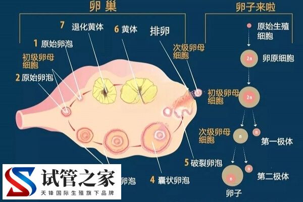 怎么判断优势卵泡