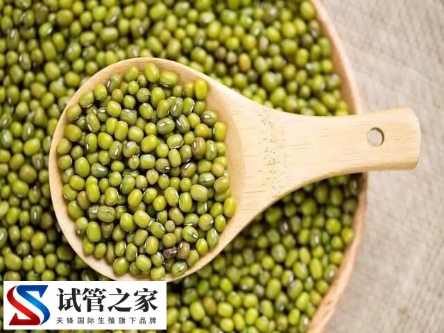 做试管移植后吃绿豆好不好(图1) 做试管移植后吃绿豆好不好(图1)