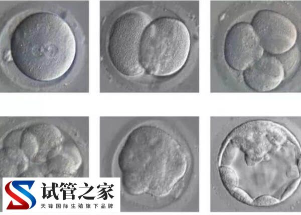 8c1胚胎着床率高不高(图1)