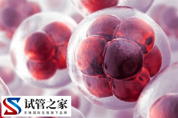 8c1胚胎着床率高不高(图3)