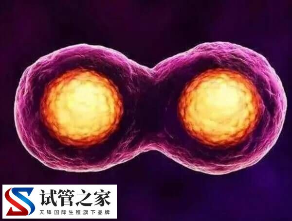 试管婴儿多胞胎为什么要减胎(图1)