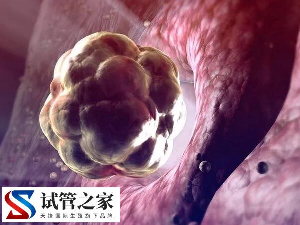 试管婴儿胚胎退化的原因是什么(图1)