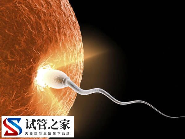 取卵12个一般能配几个受精卵？(图1)