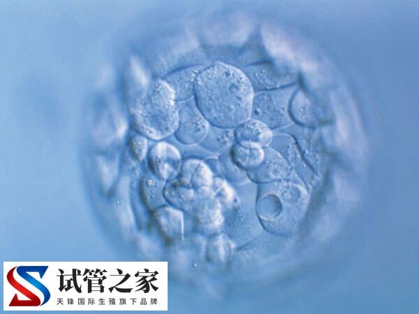 46岁经期正常的高龄女性卵子质量好不好(图1)