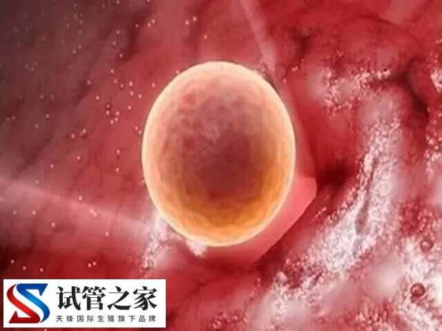 卵子质量不好影不影响胎儿健康(图1) 卵子质量不好影不影响胎儿健康(图1)