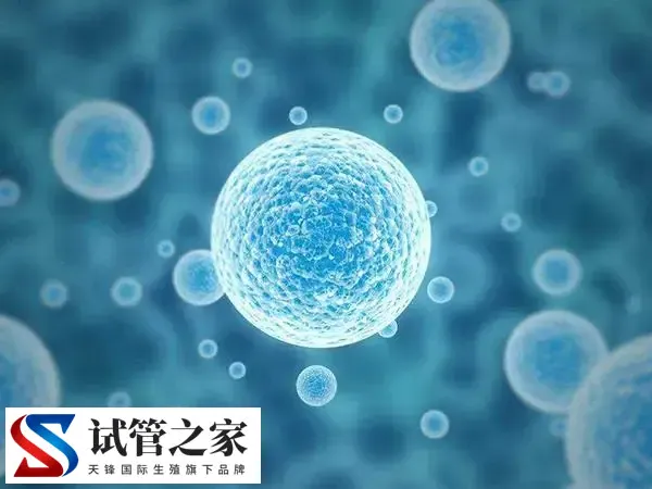 移植冻胚为什么提前一天解冻(图1) 移植冻胚为什么提前一天解冻(图1)