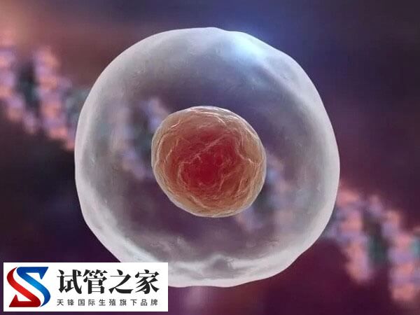 受精卵解冻失败的概率多高(图2)