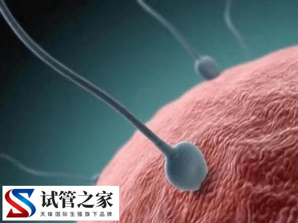 试管婴儿移植步骤是什么