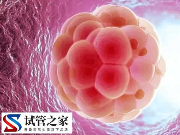 试管婴儿一级胚胎很少的原因是什么